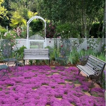 Creeping Thyme 100 PCS Seeds