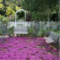 Creeping Thyme 100 PCS Seeds