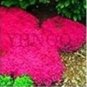 Creeping Thyme 100 PCS Seeds