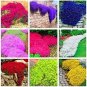 Creeping Thyme 100 PCS Seeds