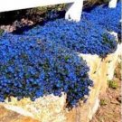 Creeping Thyme Bonsai or Blue Rock CRESS Plant 100 PCS Seeds