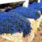 Creeping Thyme Bonsai or Blue Rock CRESS Plant 100 PCS Seeds