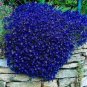 Creeping Thyme Bonsai or Blue Rock CRESS Plant 100 PCS Seeds