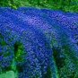 Creeping Thyme Bonsai or Blue Rock CRESS Plant 100 PCS Seeds