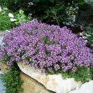 Creeping Thyme 100 PCS Seeds