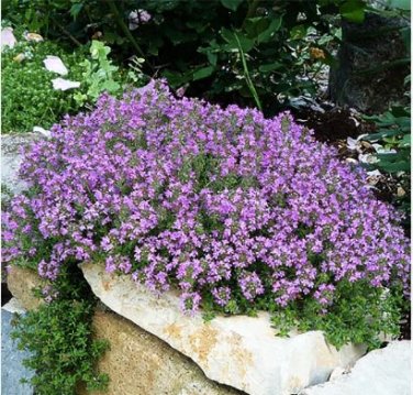 Creeping Thyme 100 PCS Seeds