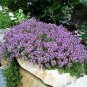 Creeping Thyme 100 PCS Seeds