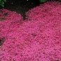 Creeping Thyme 100 PCS Seeds