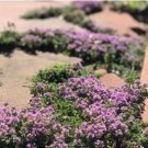 Creeping Thyme Bonsai or Blue Rock CRESS Plant 500 PCS Seeds