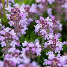 Creeping Thyme Bonsai or Multi-Color Rock CRESS Plant 100 PCS Seeds