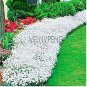 Creeping Thyme Bonsai or Multi-Color Rock CRESS Plant 100 PCS Seeds