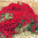 Creeping Thyme Bonsai or Blue Rock CRESS Plant 500 PCS Seeds