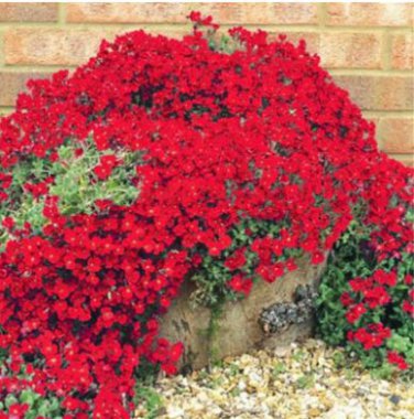 Creeping Thyme Bonsai or Blue Rock CRESS Plant 500 PCS Seeds