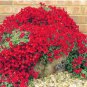 Creeping Thyme Bonsai or Blue Rock CRESS Plant 500 PCS Seeds