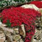 Creeping Thyme Bonsai or Blue Rock CRESS Plant 500 PCS Seeds