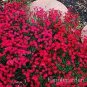 Creeping Thyme Bonsai or Blue Rock CRESS Plant 500 PCS Seeds
