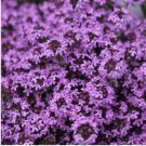 Creeping Thyme Bonsai or Multi-Color Rock CRESS Plant 100 PCS Seeds