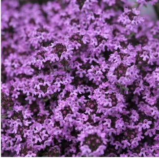 Creeping Thyme Bonsai or Multi-Color Rock CRESS Plant 100 PCS Seeds