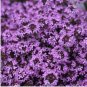 Creeping Thyme Bonsai or Multi-Color Rock CRESS Plant 100 PCS Seeds
