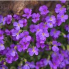 Creeping Thyme Bonsai Seeds Purple Flowers 100 PCS Seeds