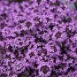 Creeping Thyme Bonsai Seeds Purple Flowers 100 PCS Seeds