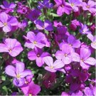 Creeping Thyme Bonsai,Rare Color Rock CRESS Plant 300 PCS Seeds Creeping Thyme Bonsai,Rare Color Rock CRESS Plant 300 PCS Seeds