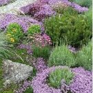 Creeping Thyme Mixed Purple White Rose Pink Blue Colors 100 PCS Seeds