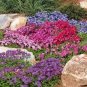 Creeping Thyme Seeds Or Blue ROCK CRESS 100 PCS Seeds