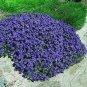 Creeping Thyme Seeds Or Blue ROCK CRESS 100 PCS Seeds