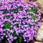Creeping Thyme Seeds Or Blue ROCK CRESS 100 PCS Seeds