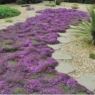 Creeping Thyme Seeds or Multi-color ROCK CRESS 100 PCS Seeds