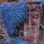 Creeping Thyme Bonsai or Blue Rock CRESS Plant 500 PCS Seeds