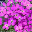 Creeping Thyme Seeds Rock CRESS 100 PCS Seeds