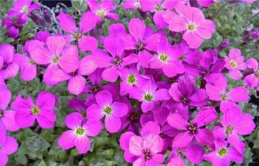 Creeping Thyme Seeds Rock CRESS 100 PCS Seeds