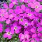 Creeping Thyme Seeds Rock CRESS 100 PCS Seeds