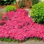 Creeping Thyme Seeds Rock CRESS 100 PCS Seeds
