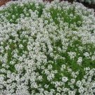 Creeping Thyme Bonsai or Blue Rock CRESS Plant 500 PCS Seeds