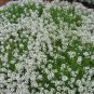 Creeping Thyme Bonsai or Blue Rock CRESS Plant 500 PCS Seeds