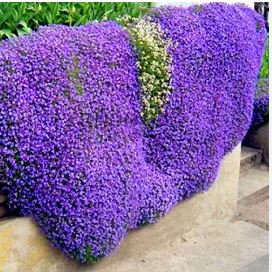 Creeping Thyme Seeds Rock CRESS 500 PCS Seeds