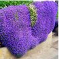 Creeping Thyme Seeds Rock CRESS 500 PCS Seeds