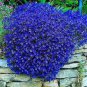 Creeping Thyme Seeds Rock CRESS 500 PCS Seeds