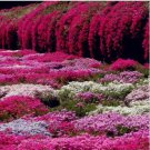 Creeping Thyme Seeds Rock CRESS Dark Red Flowers 500 PCS Seeds Creeping Thyme Seeds Rock CRESS Dark Red Flowers 500 PCS Seeds