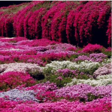 Creeping Thyme Seeds Rock CRESS Dark Red Flowers 500 PCS Seeds
