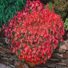 Creeping Thyme Seeds Rock CRESS Ground Cover Flower 100 PCS Seeds