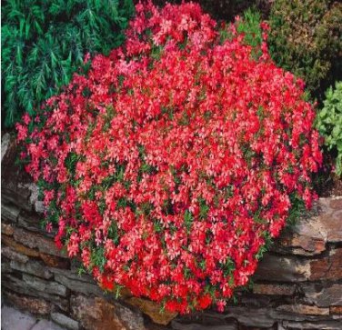 Creeping Thyme Seeds Rock CRESS Ground Cover Flower 100 PCS Seeds