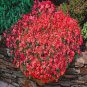 Creeping Thyme Seeds Rock CRESS Ground Cover Flower 100 PCS Seeds
