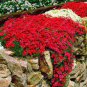 Creeping Thyme Seeds Rock CRESS Ground Cover Flower 100 PCS Seeds