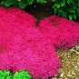 Creeping Thyme Seeds Rock CRESS Ground Cover Flower 100 PCS Seeds