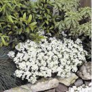 Creeping Thyme Bonsai or Blue Rock CRESS Plant 500 PCS Seeds