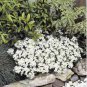 Creeping Thyme Bonsai or Blue Rock CRESS Plant 500 PCS Seeds